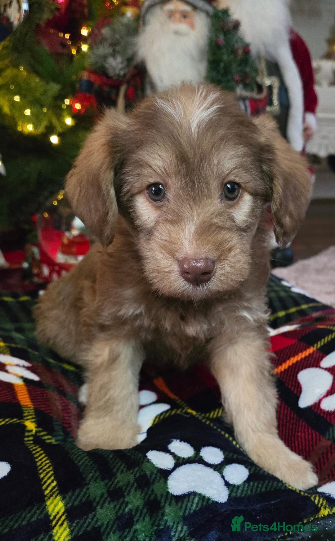 Cockapoo dogs for sale: Cockapoo puppies  - Advert 3