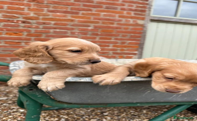Cocker Spaniel dogs - Advert 14