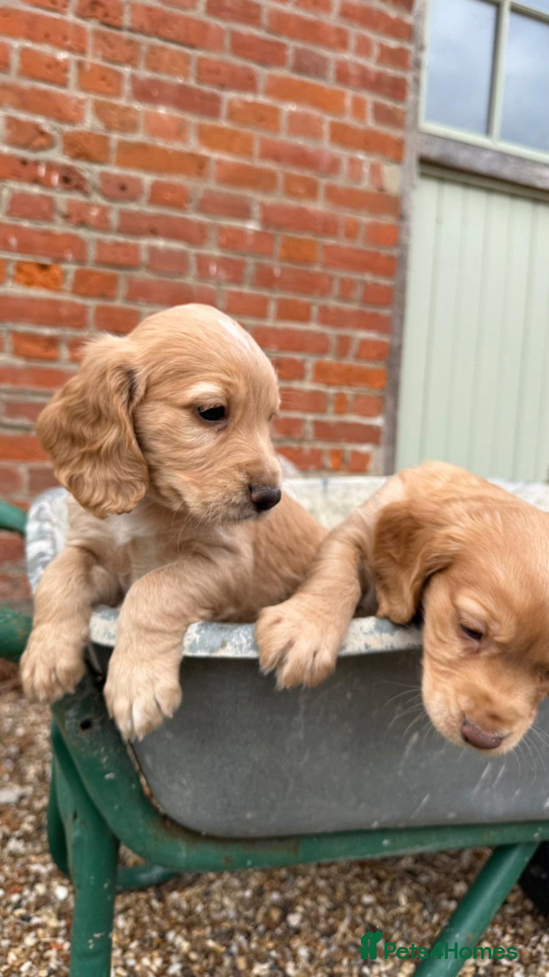 Quality KC registered FTC Working Cocker Spaniels for sale in