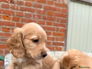 Cocker Spaniel dogs - Advert 26