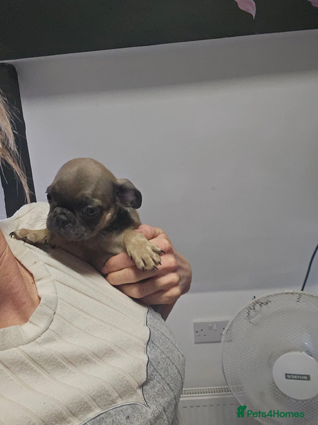 Pug dogs for sale: Stunning quality frug puppies -SOLD - Image 6