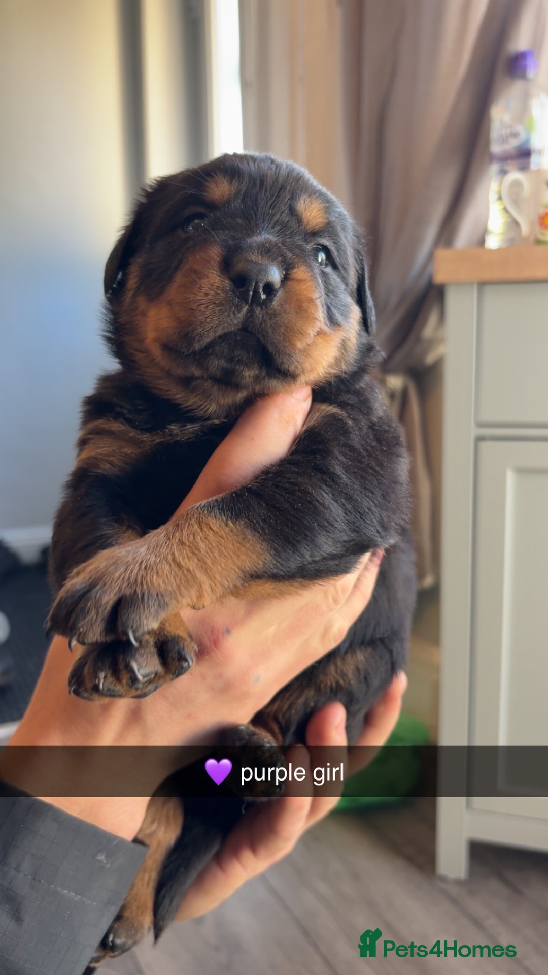 Rottweiler dogs for sale: Big boned chunky Rottweiler puppies - Advert 21