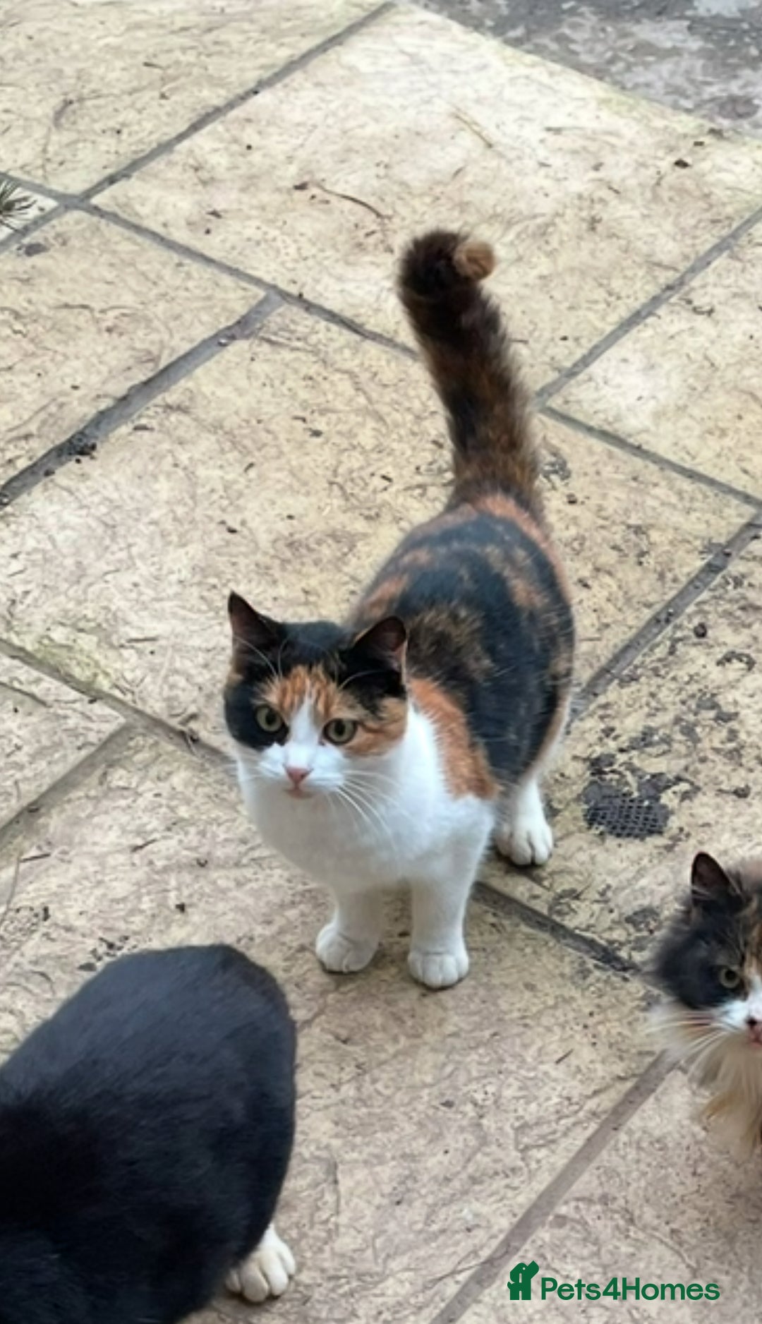 Mixed Breed cats for sale: Farm kittens for sale - Image 5