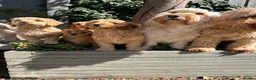 Cockapoo dogs for stud: Stunning Fully Health Tested F2b Cockapoo Proven ! - Advert 24