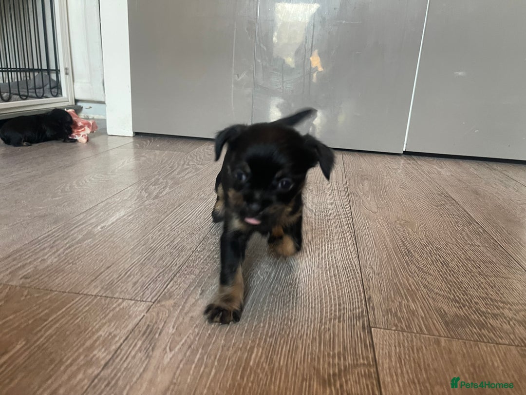 Mixed Breed dogs for sale: Jackapoo/French bulldog  - Advert 15