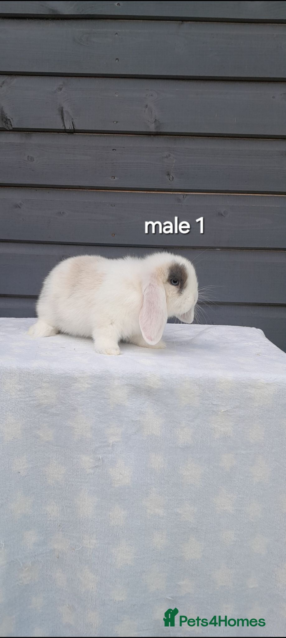 Mini Lop rabbits Beautiful purebred mini lops  - Advert 1