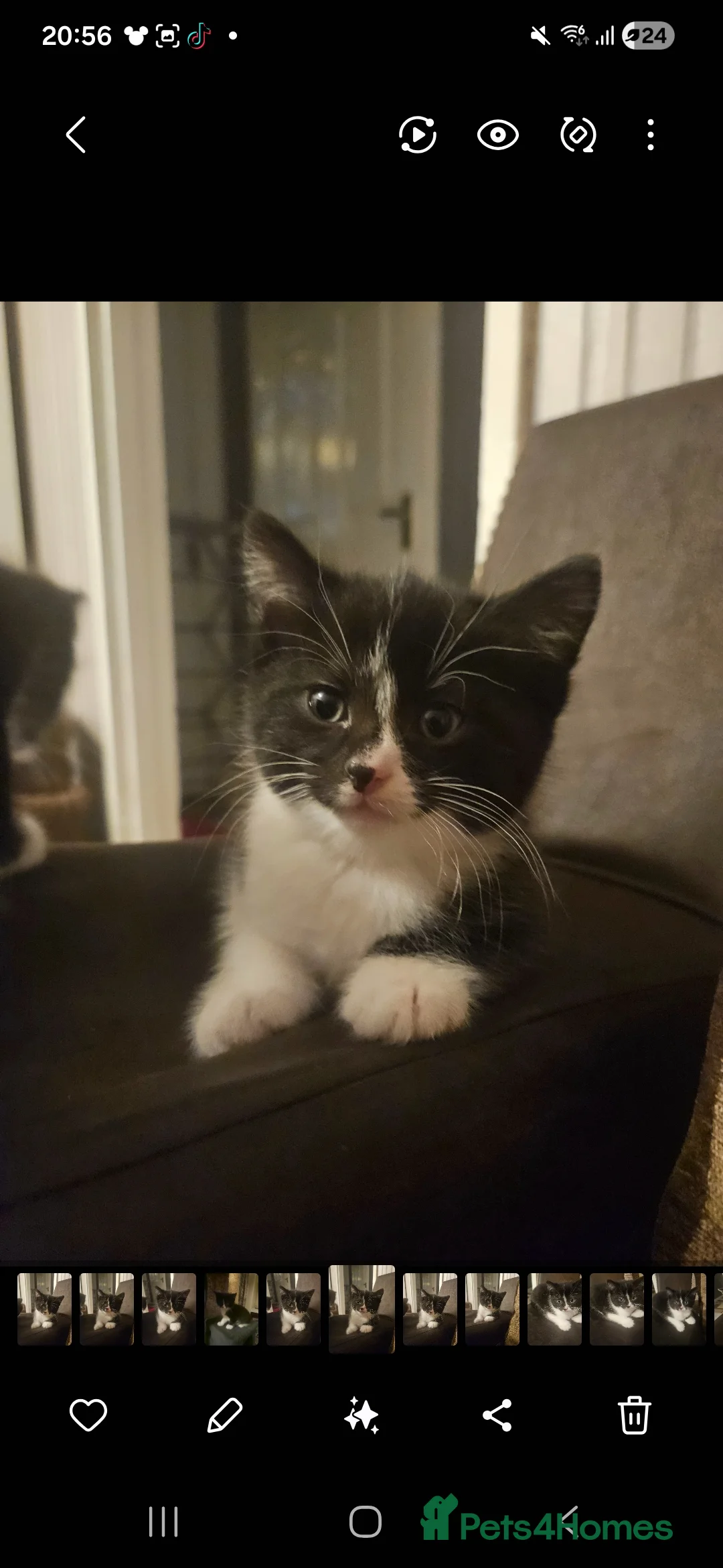 British Shorthair cats for sale: Female kitten - Advert 4