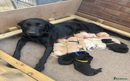 Labrador Retriever dogs for sale: Golden boy - Image 5