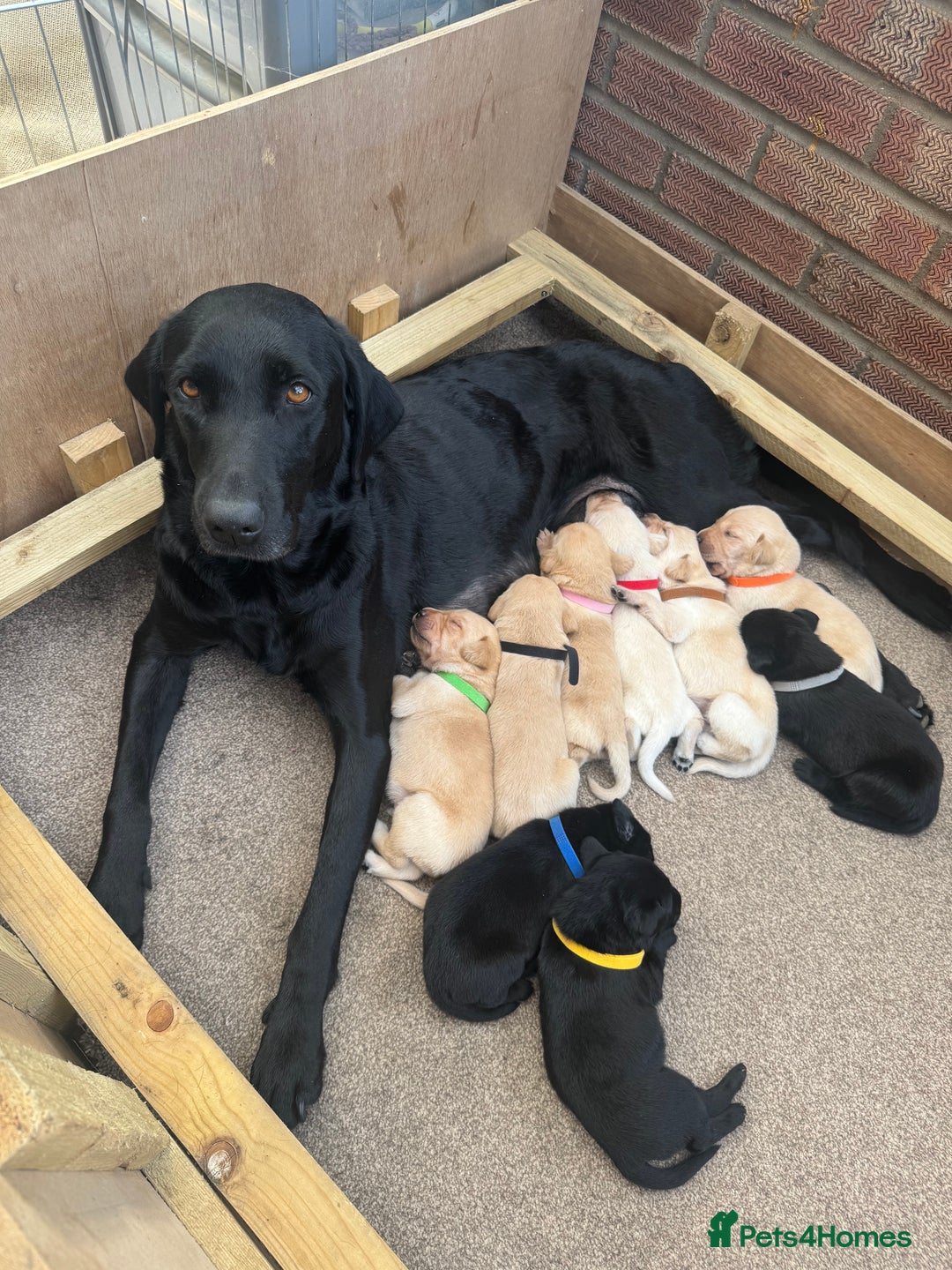 Labrador Retriever dogs for sale: Golden boy - Image 5