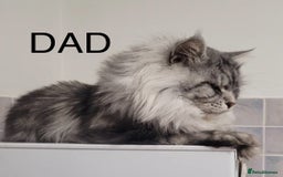 Maine Coon cats for sale: Full Maine Coone Kittens - Image 6