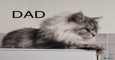 Maine Coon cats - Advert 3