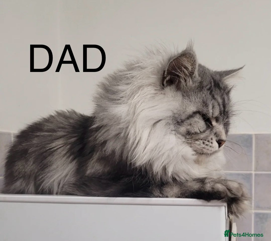 Maine Coon cats for sale: Full Maine Coone Kittens - Image 6