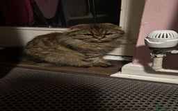 Scottish Fold cats for sale: Scotich fold long hair  - Image 7