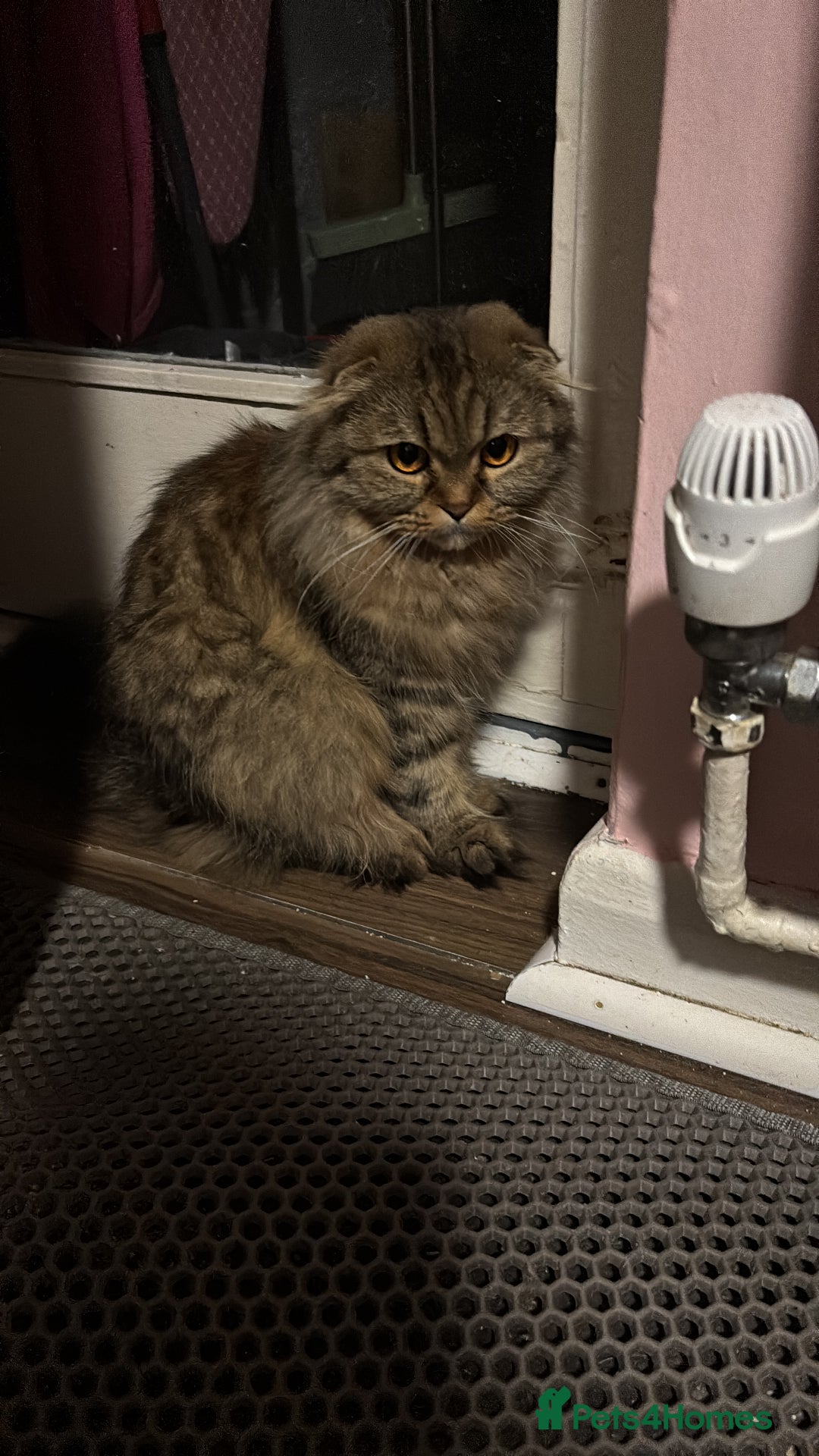 Scottish Fold cats for sale: Scotich fold long hair  - Image 7