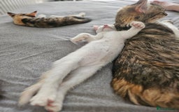 Mixed Breed cats for sale: White kitten  - Image 9