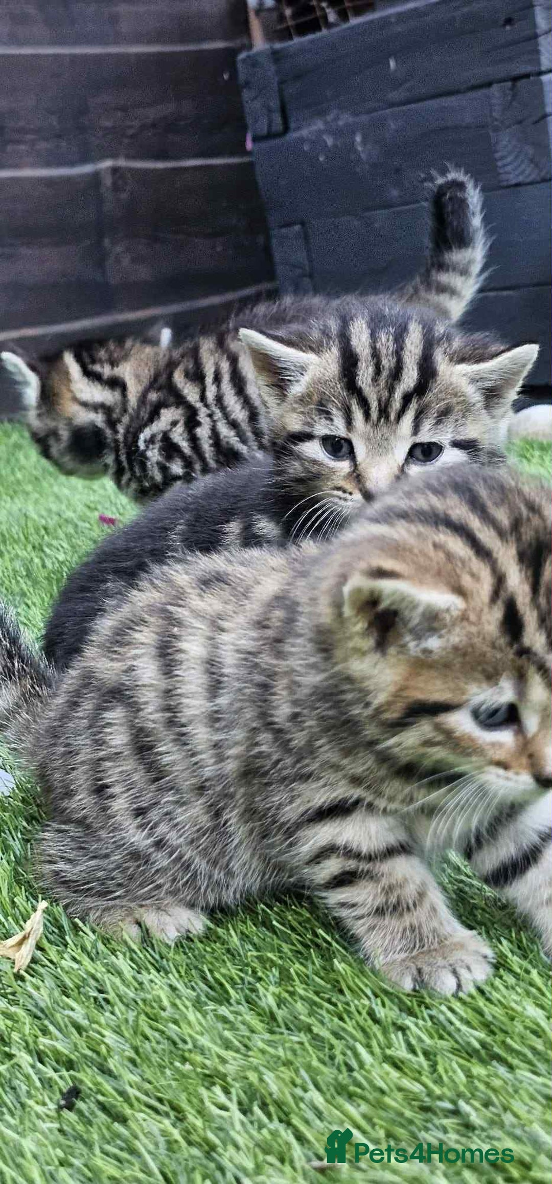 Brazilian Shorthair cats for sale: Tabby Cats  - Image 3
