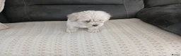 Maltipoo dogs for sale: Maltipoo puppies - Advert 24