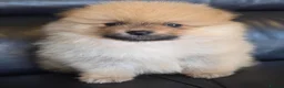 Pomeranian dogs for sale: Absolutely  stunning pomeranian  puppies  - Advert 13