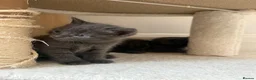 British Shorthair cats for sale: 5 British Shorthair kittens. 4 male and 1 female - Advert 7
