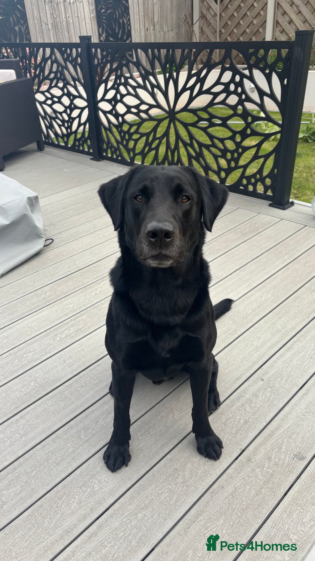 Labrador Retriever dogs for stud: Working Black Labrador Stud - Advert 2