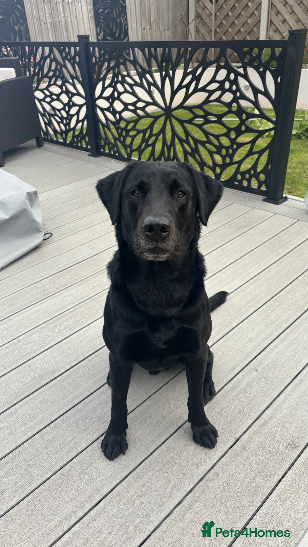 Labrador Retriever dogs for stud: Working Black Labrador Stud - Advert 2