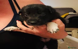 Border Collie dogs for sale: 3 beautiful female pups remaining - Image 2