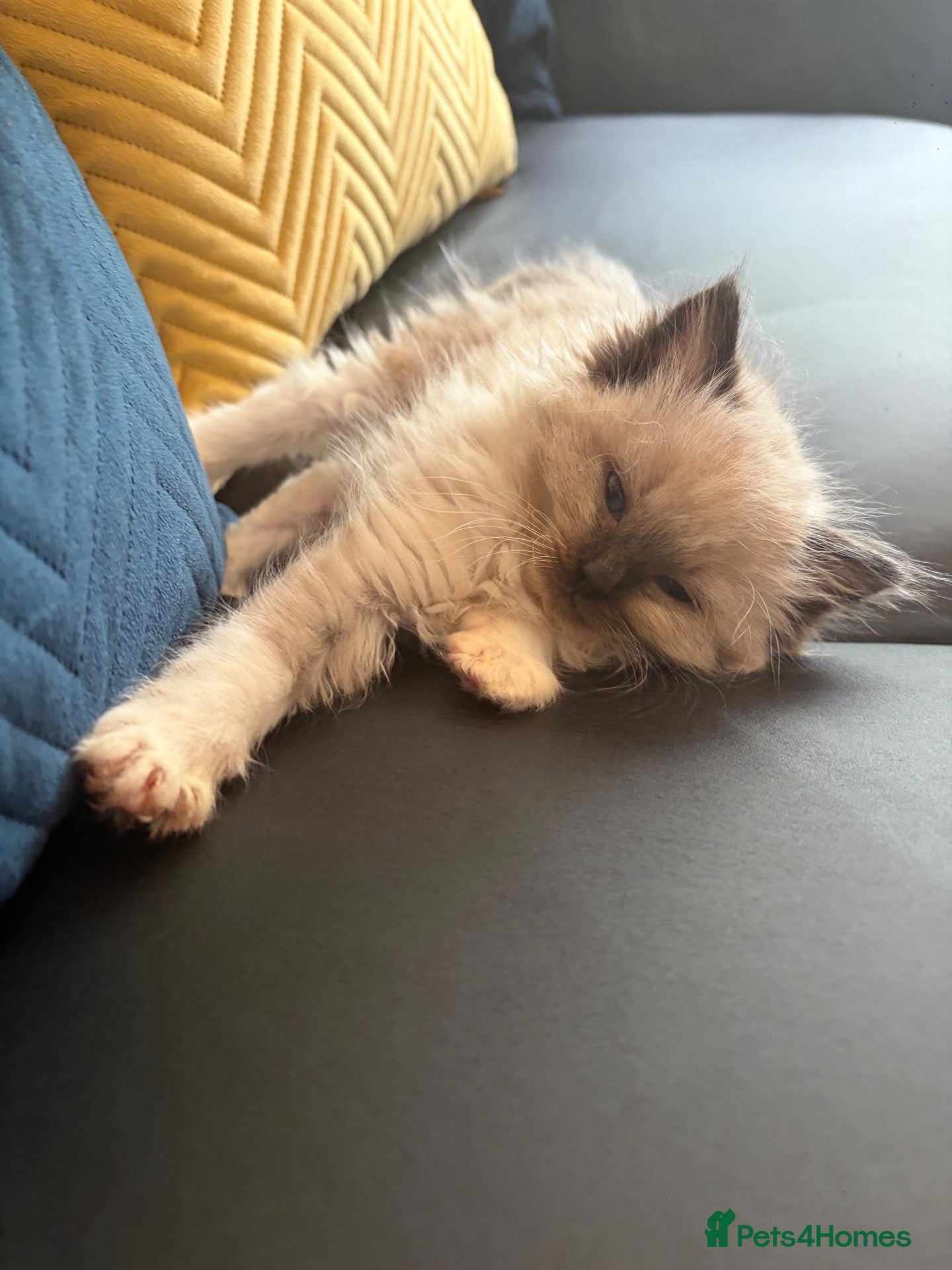 Ragdoll cats Amazing Pure ragdolls  - Advert 2