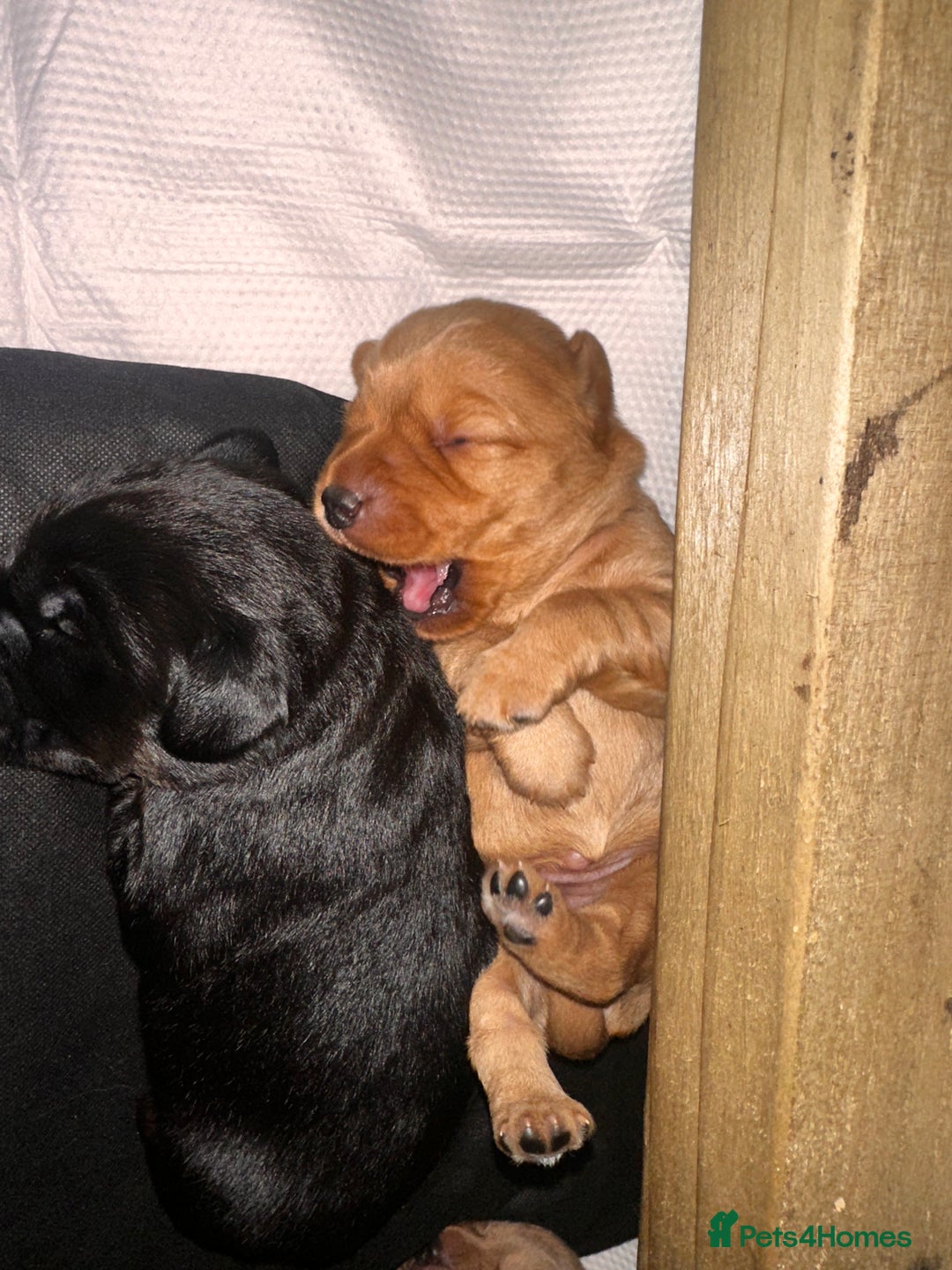Cockerdor dogs for sale: YorkieCockerDor pups looking for forever homes  - Image 14