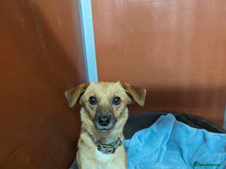 Mixed Breed dogs Meet Irish, currently residing in Cheshire in Nantwich - Advert 9