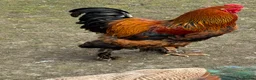 Chickens poultry for sale: Beautiful Silkie Brahma Rooster in West Drayton - Advert 2