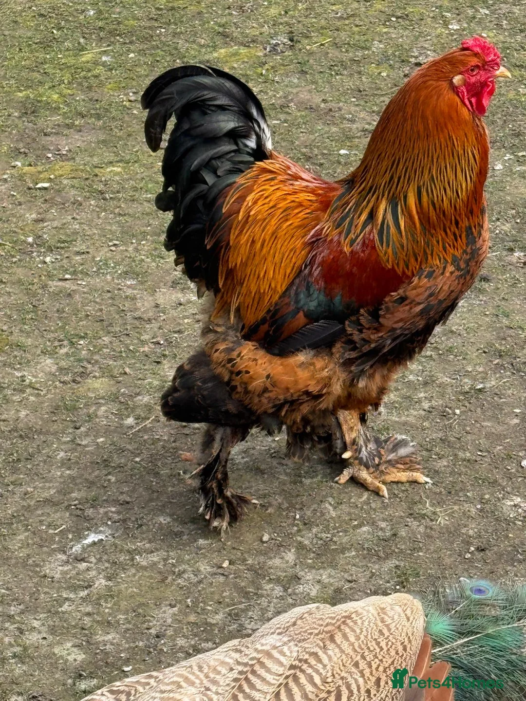 Chickens poultry for sale: Beautiful Silkie Brahma Rooster in West Drayton - Advert 2