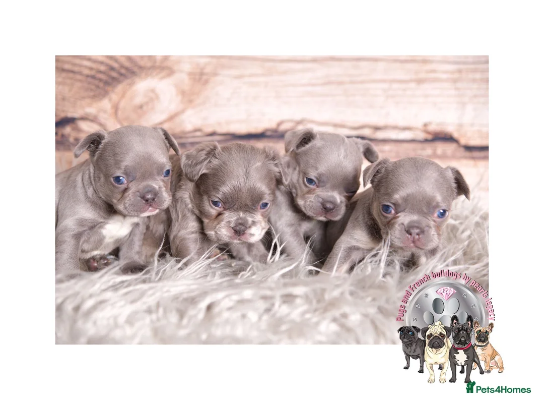 French Bulldog dogs for stud: New shade Isabella Merle fluffy carrier  in Hastings - Advert 7