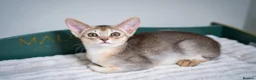 Abyssinian cats for sale: Pure Silver Abyssinian Champion Lines 🏆 Tica - Advert 37