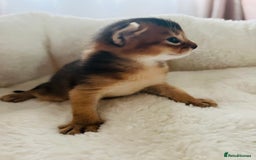 Abyssinian cats for sale: 🥇 5+ Gen Champ🏆 Fawn🤍Blue💙 girls🤎choco🧡ruddy - Image 3