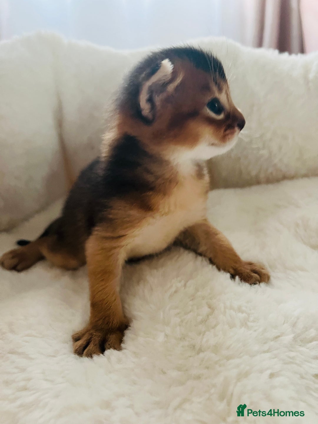 Abyssinian cats for sale: 🥇 5+ Gen Champ🏆 Fawn🤍Blue💙 girls🤎choco🧡ruddy - Image 3