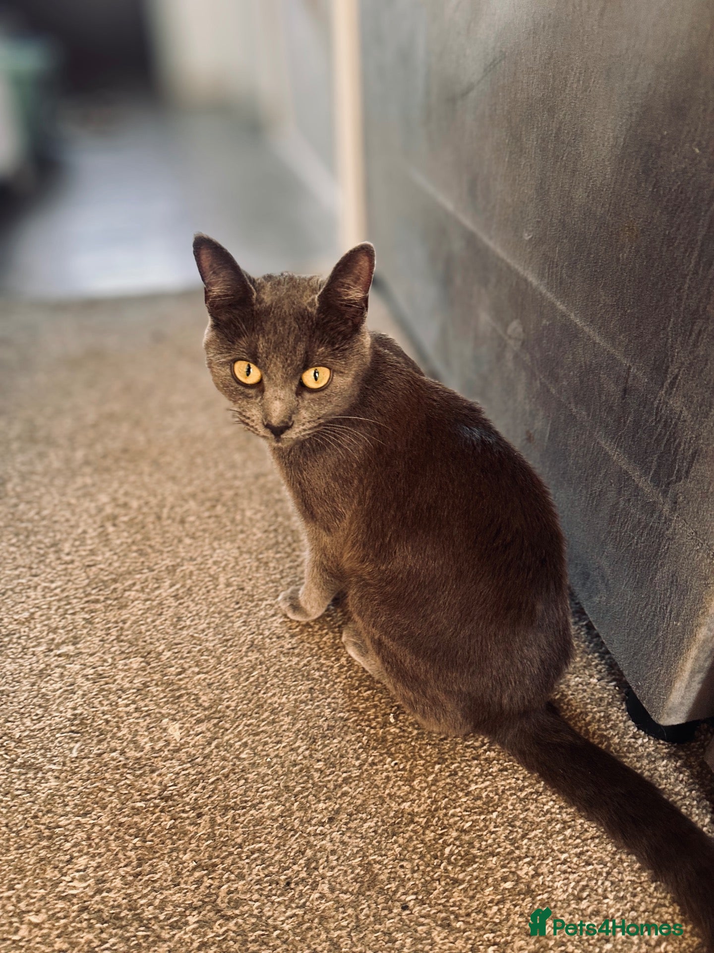 Russian Blue cats Beautiful Russian Blue Cat - Advert 6
