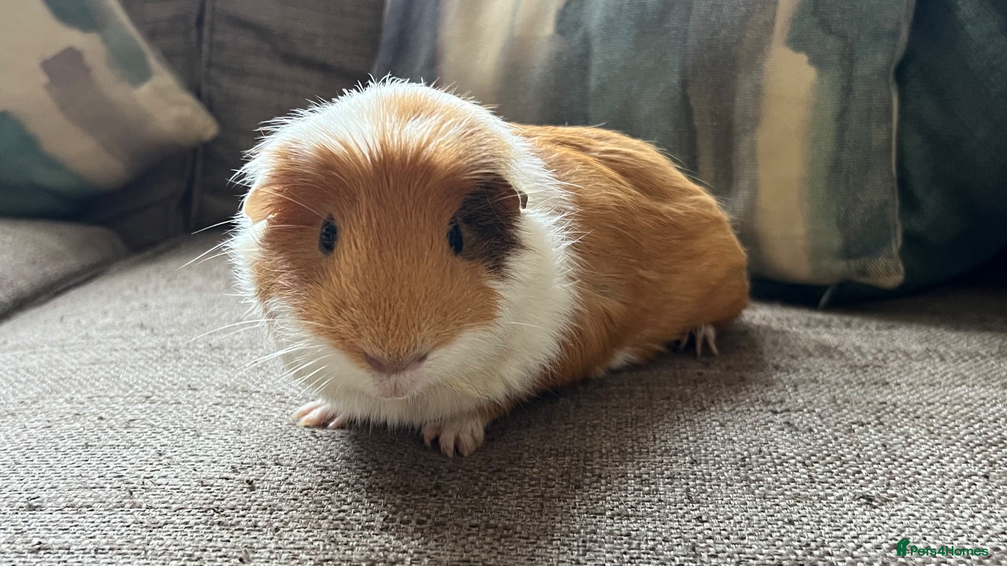 Guinea Pig rodents Lovely boy, with cage, lost his companion  - Advert 1