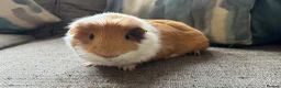 Guinea Pig rodents for sale: Lovely boy, with cage, lost his companion  in Gravesend - Advert 1