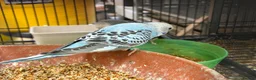 Budgerigars birds for sale: Budgies split bf - Advert 8