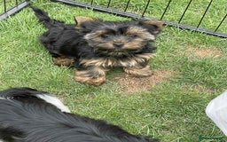 Yorkshire Terrier dogs for sale: Two Yorkshire Terrier Biewer Puppies - Image 7