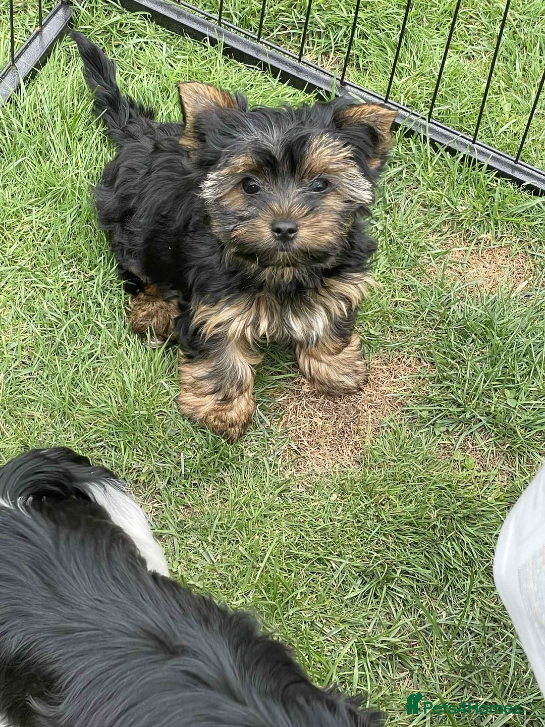 Yorkshire Terrier dogs for sale: Two Yorkshire Terrier Biewer Puppies - Image 7