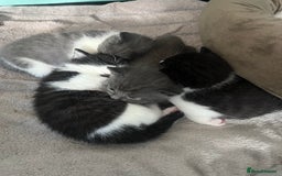 British Shorthair cats for sale: 3 British shorthair kittens  - Image 7