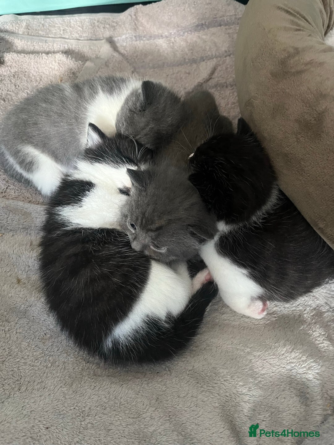 British Shorthair cats for sale: 3 British shorthair kittens  - Image 7