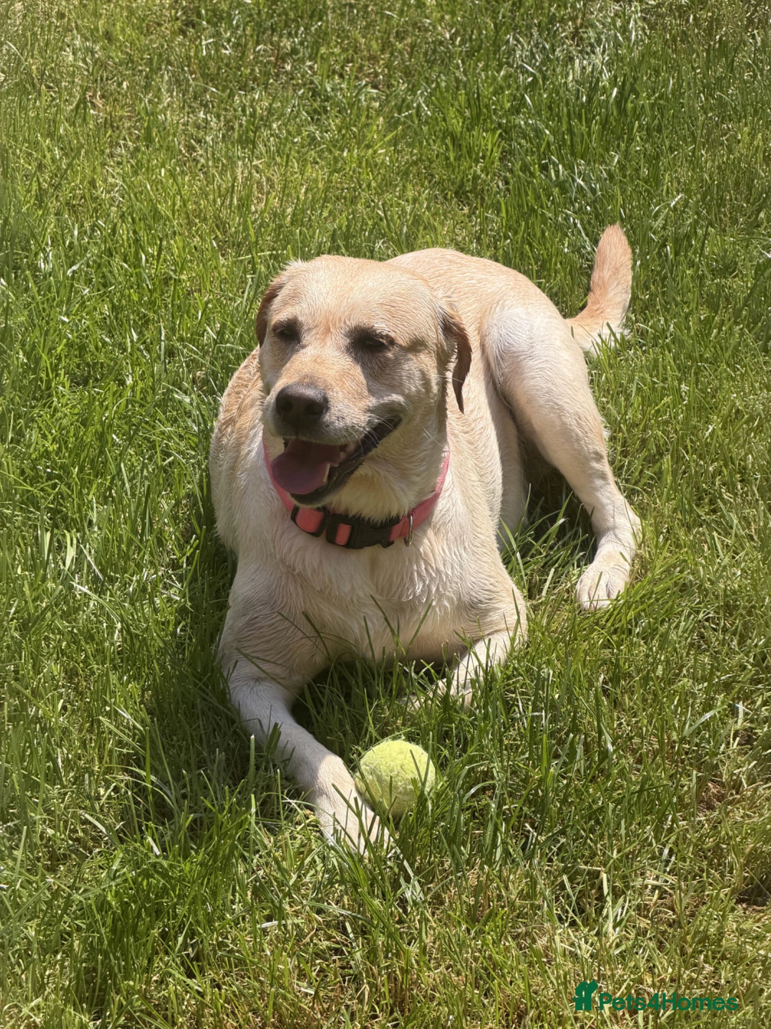Labrador Retriever dogs for sale: Bella – 5-year-old Labrador looking for a new home in Doncaster - Advert 1