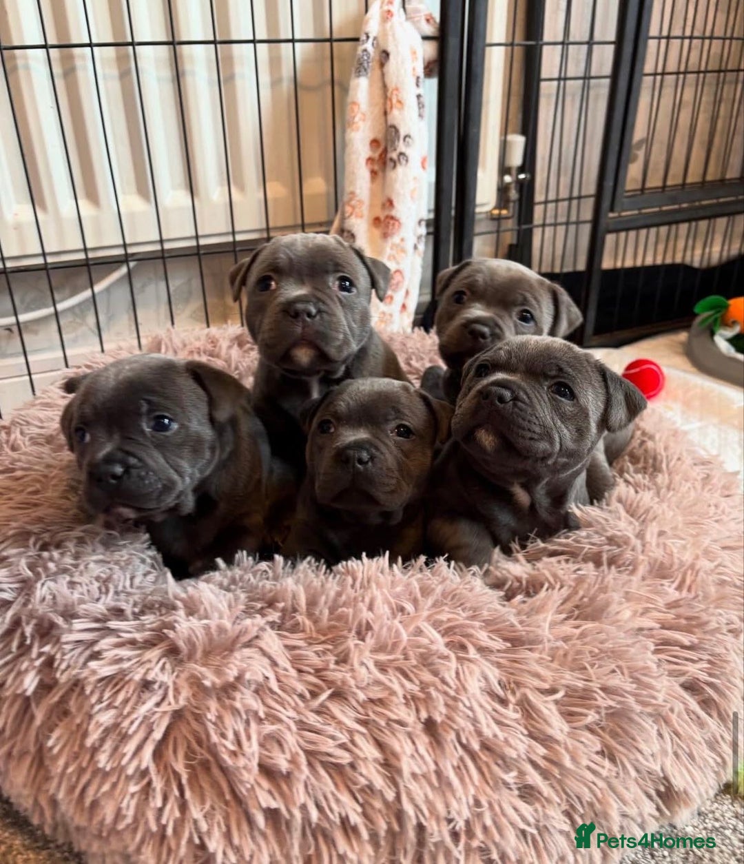 Staffordshire Bull Terrier dogs for sale: KC blue Staffordshire bull terrier puppies  - Advert 13