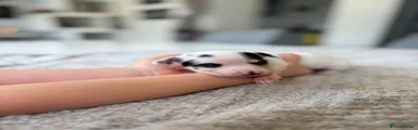 Chihuahua Puppy 2