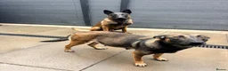 Belgian Shepherd Dog dogs for sale: Malinois Litter  - Advert 12