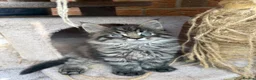 Maine Coon cats for sale: Maine Coon kitten  - Advert 1