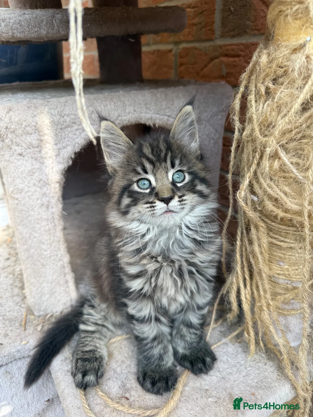 Maine Coon cats for sale: Maine Coon kitten  - Advert 1