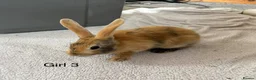 English Lop rabbits for sale: Himalayan x lop bunnies  - Advert 9
